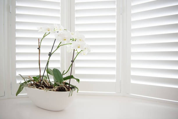 White orchid plant on window
