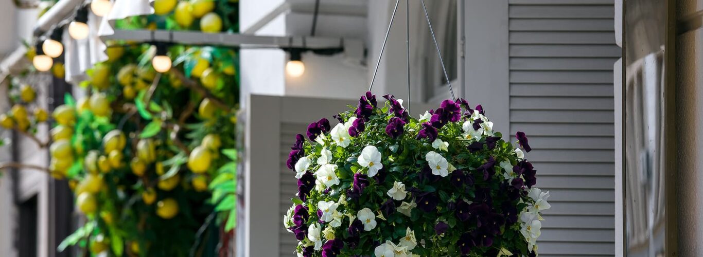 Window shutters Brighton - hanging flowerpot with a blooming petunia