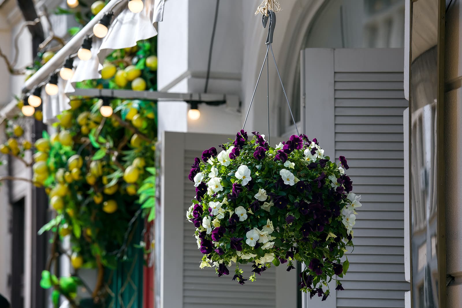 Window shutters Brighton - hanging flowerpot with a blooming petunia